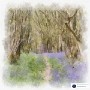 Bluebell Woods 1